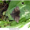 erynnis marloyi armenia1